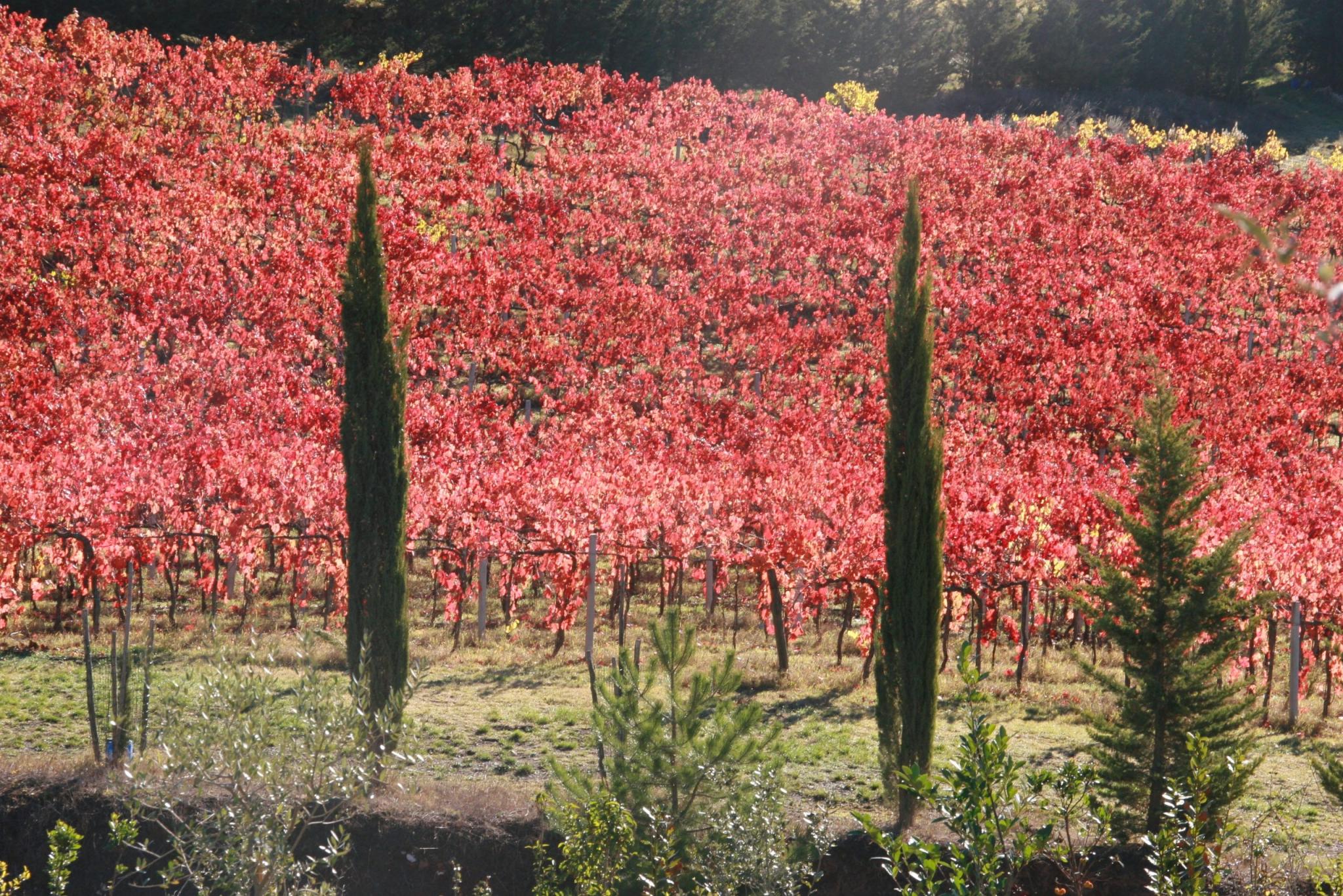 Fall vineyards